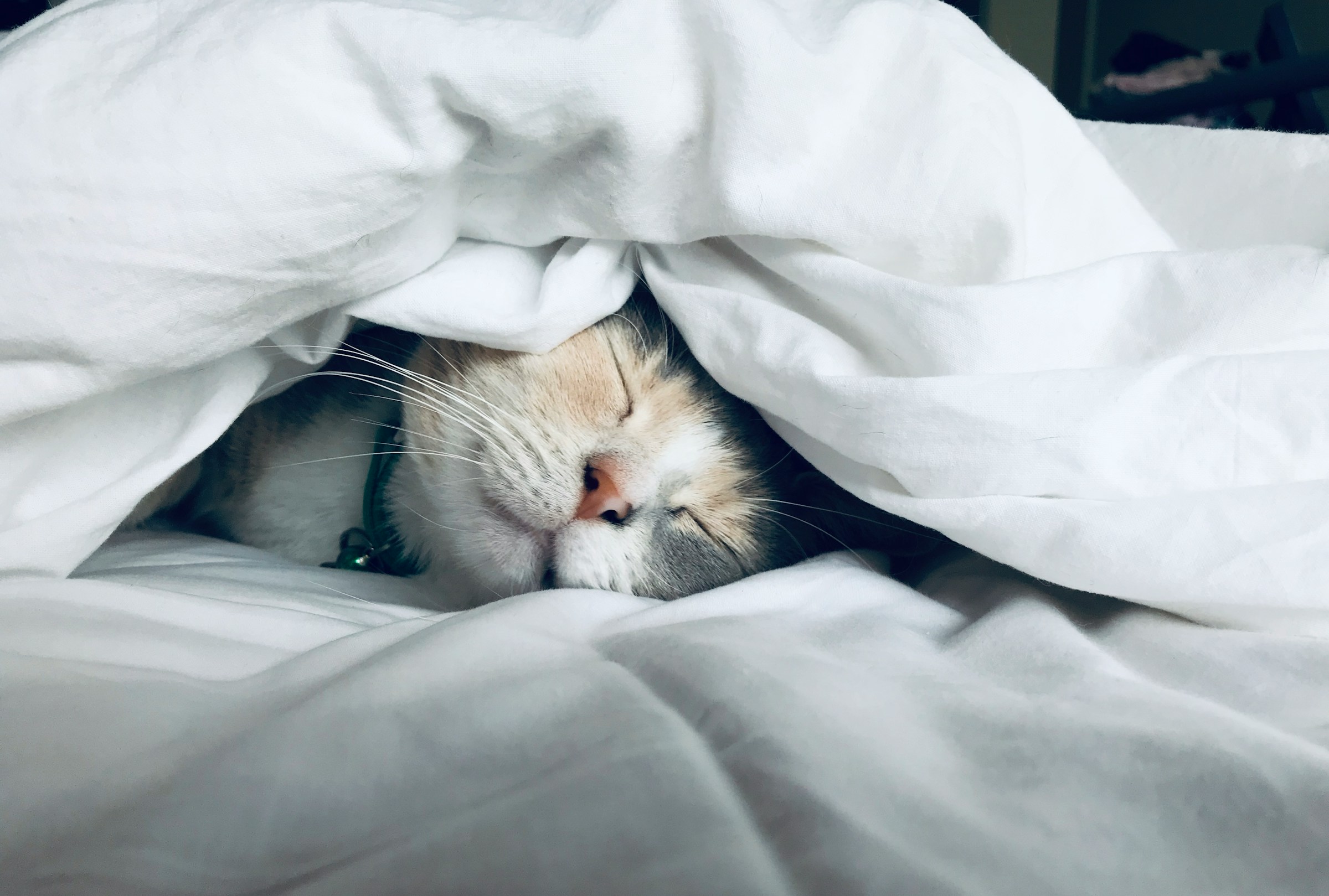 白い布団にくるまって深く眠る猫（8時間寝ても疲れが取れない原因、睡眠の質を上げてパフォーマンスを回復する方法のイメージ）